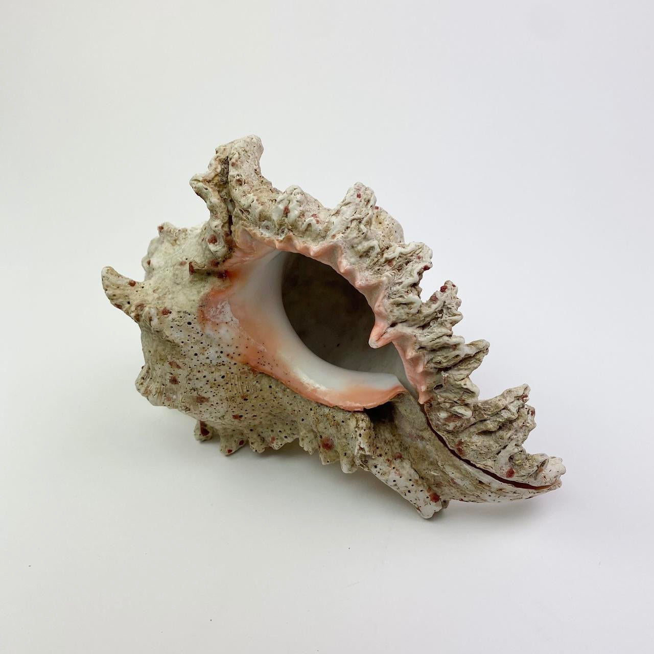 Conch